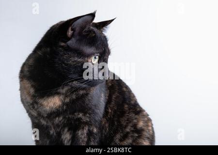 Black cat portrait. Portrait of a cat on a white background. Stock Photo