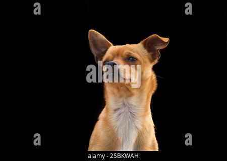 Small dog on local farm, San Lazzaro, Agerola, Campania, Italy Stock Photo