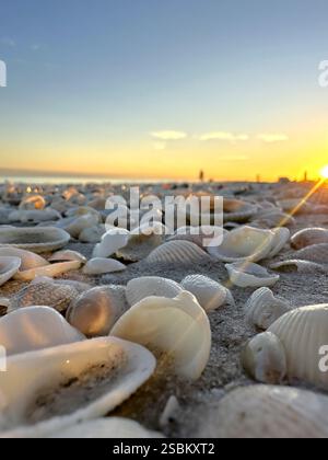 Shells on a beach at sunset on Sanibel Island in Florida. Stock Photo
