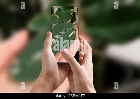 Man using mobile phone to recognize disease of house plant, closeup. Finder app Stock Photo
