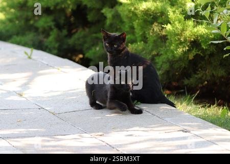 Two black kittens playing on the walking path in the park. Stock Photo