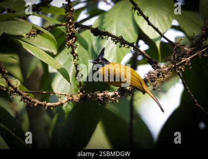 Black-crested Bulbul on a branch in nature. Stock Photo