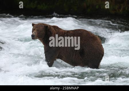 Large Brown bear standing in the river  in Katmai National Park, Alaska Stock Photo