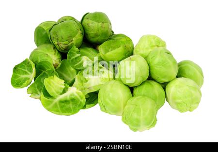 Group of Brussels sprouts being peeled and prepared for cooking  with peeled and unpeeled sprouts isolated on a white background Stock Photo