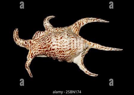 Chiragra Spider Conch (Harpago chiragra) top view on dark background, large sea snail family Strombidae. Stock Photo