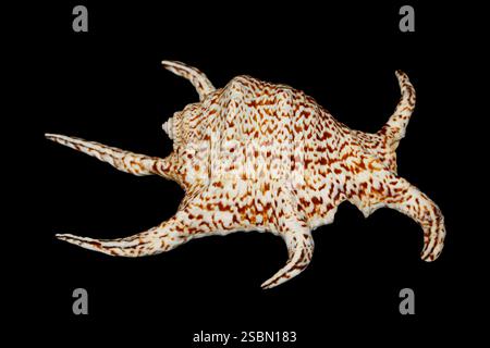 Chiragra Spider Conch (Harpago chiragra) lateral view on dark background, large sea snail family Strombidae. Stock Photo