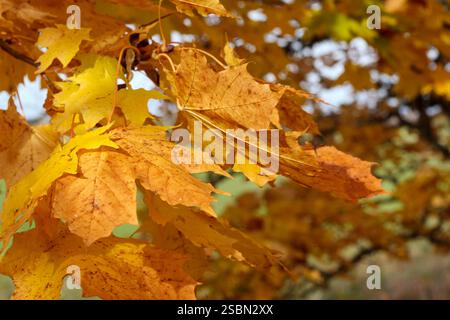 yellow and brown maple leaves hanging from a tree while another tree is visible in the background. Stock Photo