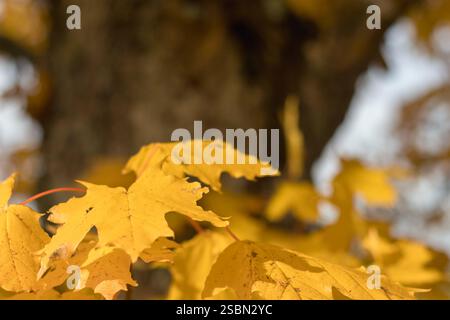 .yellow and brown maple leaves hanging from a tree while another tree is visible in the background. Stock Photo