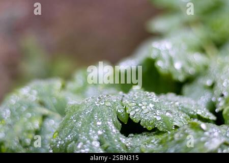 green leaves with water drops on a dark background. Stock Photo