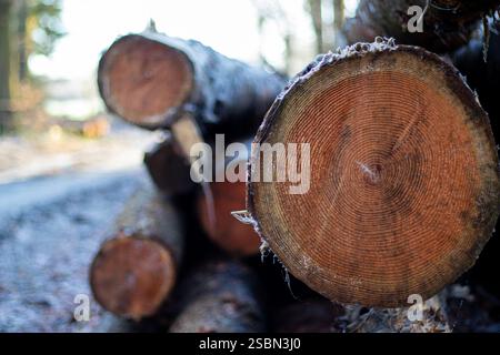 Close up of log trunks pile. Sawn and marked trees from the forest  Stock Photo