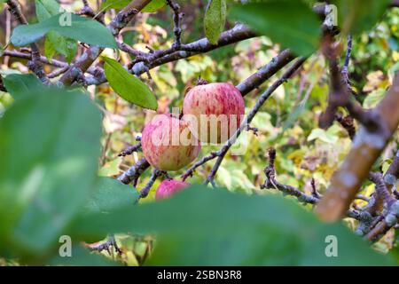 Colorful apples hanging on a tree between branches and leaves. Stock Photo