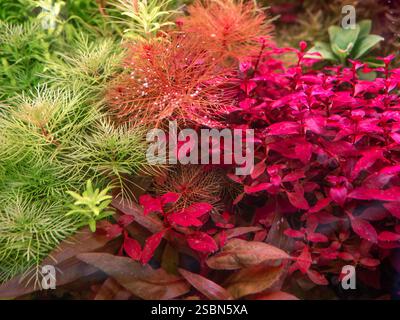 Picture of Beautiful aquatic plants for decorating aquariums Stock Photo - Alamy