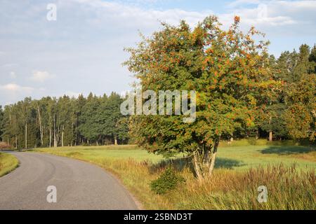 Rowan tree, Sorbus aucuparia, with rowanberries in autumn in an open landscape in Raasepori, southwestern Finland Stock Photo