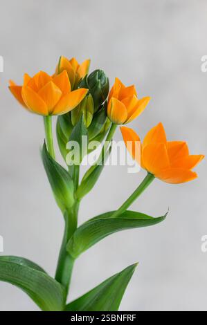 Ornithogalum Dubium or Sun Star Flower close up. Stock Photo