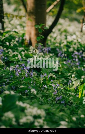 A beautiful, vibrant field of flowers is filled with a variety of colors and textures. The grass is lush and green, and the flowers are scattered thro Stock Photo