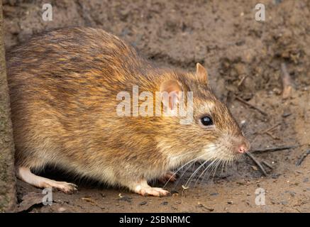 The Brown Rat originated in Northern China but has spread to all ...