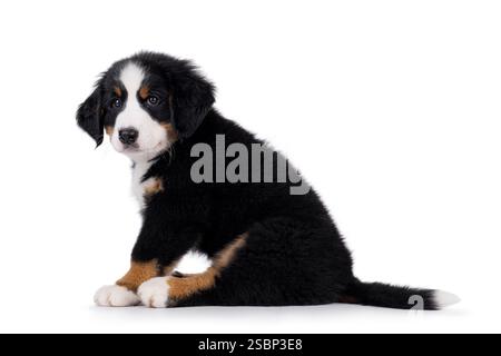 Adorable Bernese Mountain dog puppy, sitting up side ways. Looking beside and away from camera. Isolated on a white background. Stock Photo