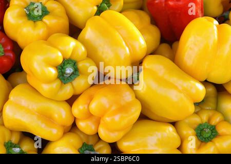 Yellow pepper on the counter in the supermarket. A large number of yellow peppers in a pile Stock Photo