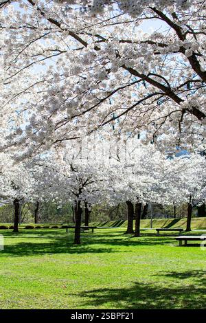 View of blooming white sakura trees in a city park in the sun. Stock Photo