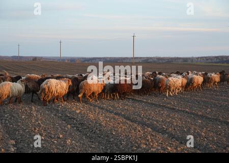 A flock of sheep is slowly walking across a gravel road today Stock ...