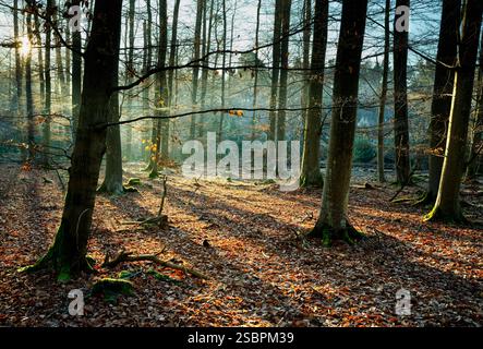 appealing forest scenery with sunbeams shining through the trees and long tree shadows falling on the light brown ground Stock Photo
