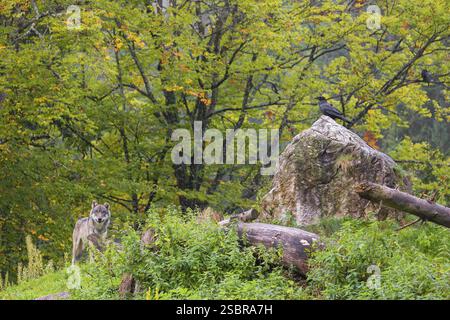 A eurasian gray wolf (Canis lupus lupus) stands on a hill between rocks and logs. A common raven (Corvus corax) sits next to him on rock Stock Photo