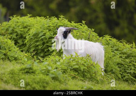 One white African Pygmy goat Capra aegagrus hircus) stands in stinging nettles Stock Photo
