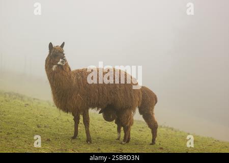 A female adult brown Alpaca (Vicugna pacos) suckles its young one in dense fog on a green meadow Stock Photo