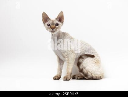 Devon Rex Cat. Portrait on a white background Stock Photo