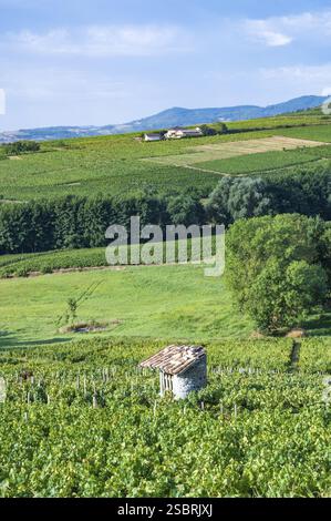 A winegrower's hut built from dry stone in an AOP vineyard planted with red gamay grapes at Mont Brouilly, Beaujolais, departement Rhone, Auvergne-Rho Stock Photo