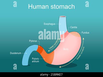 Stomach anatomy. Parts of a human stomach from Cardia and Esophagus to Pylorus and Duodenum. Vector poster. Isometric Flat illustration Stock Vector