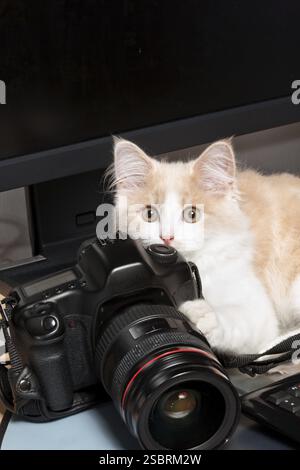 Little cat with a camera, isolated on a white background Stock Photo