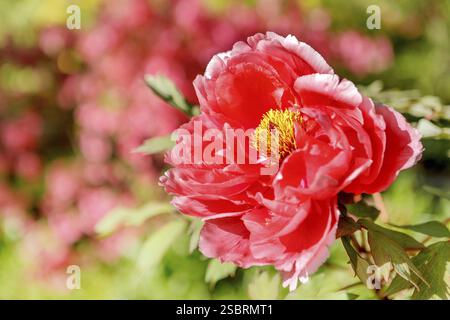 Blooming red Peony flower with soft background, close-up of red Peony flower blooming in the garden Stock Photo