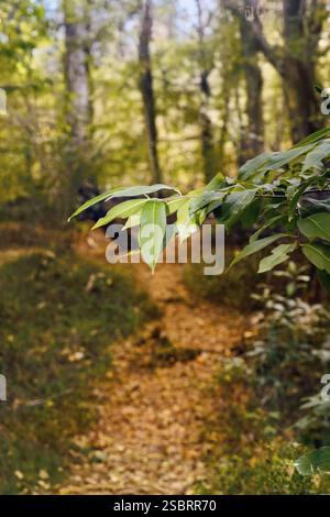 A macro shot of fresh green leaves in a forest, with a blurred woodland path in the background. The image creates a tranquil atmosphere, emphasizing t Stock Photo