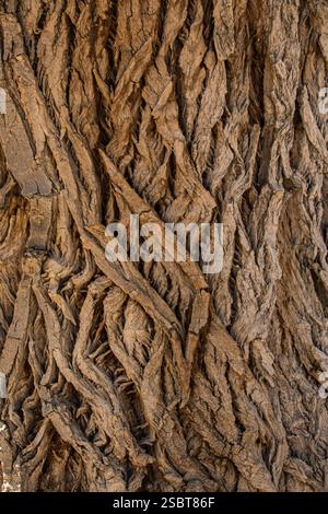 Zig zag patterns in the bark of an old tree.growth Stock Photo