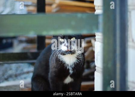 Black-and-White Feline with curious expression peering from behind fence Stock Photo