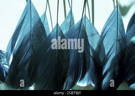 Collection of colored decorative feathers placed on white background Stock Photo