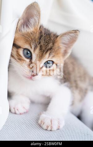 Asian tabby kitten (domestic) blue eyes lying down Stock Photo