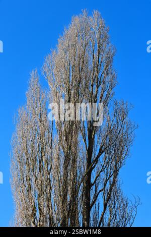 Laubgehölze und Wintersilhouette Hohe, alte Säulenpappeln in der Landschaft neben der Ruhr in Essen zur Winterzeit Essen Nordrhein-Westfalen Deutschland Heisinger Ruhraue *** Deciduous trees and winter silhouette High, old columnar poplars in the landscape next to the Ruhr in Essen in winter Essen North Rhine-Westphalia Germany Heisinger Ruhraue Stock Photo