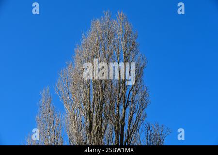 Laubgehölze und Wintersilhouette Hohe, alte Säulenpappeln in der Landschaft neben der Ruhr in Essen zur Winterzeit Essen Nordrhein-Westfalen Deutschland Heisinger Ruhraue *** Deciduous trees and winter silhouette High, old columnar poplars in the landscape next to the Ruhr in Essen in winter Essen North Rhine-Westphalia Germany Heisinger Ruhraue Stock Photo