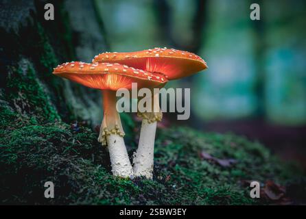 Fantasy Fly Agaric mushrooms glowing in a magical enchanted woodland. Stock Photo