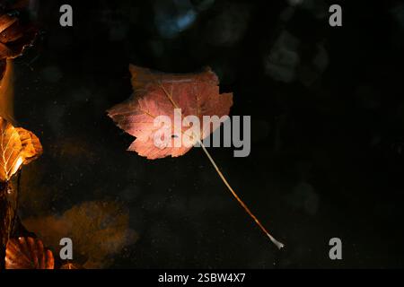 Autumn leaf in vibrant colors in natural sunlight floating on water surface in forest during fall Stock Photo