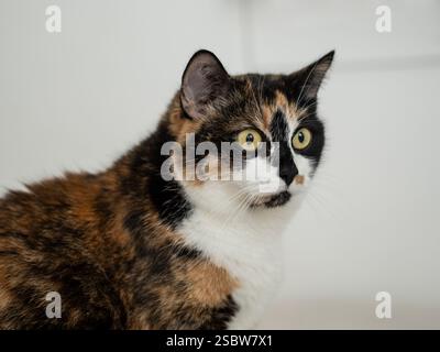 A beautiful calico cat with expressive green eyes gazes inquisitively, showcasing its vibrant fur patterns and vivid colors, captured indoors in a mom Stock Photo