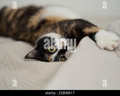 A calico cat with a playful demeanor rests on a bed while observing its surroundings with curiosity. Stock Photo