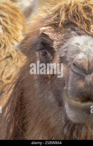 A detailed view of a camel's head, showcasing its eyes and textured fur in natural light. Stock Photo