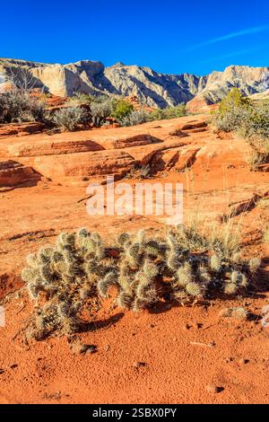 Small plant is growing in the desert. The plant is surrounded by rocks and dirt. The desert is very dry and hot Stock Photo