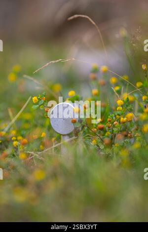 Metal border marking pole in tall grass Stock Photo