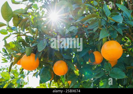 Bright oranges ripening on a tree with a beautiful sunburst effect. Stock Photo