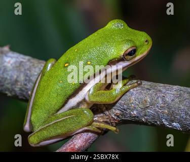 A Green Treefrog (Hyla cinerea) perches on a small branch. Stock Photo