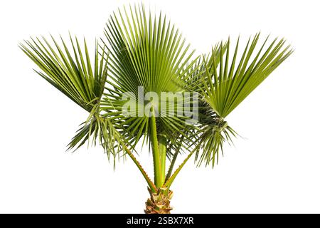 Tropical Palm Tree Isolated on White Stock Photo